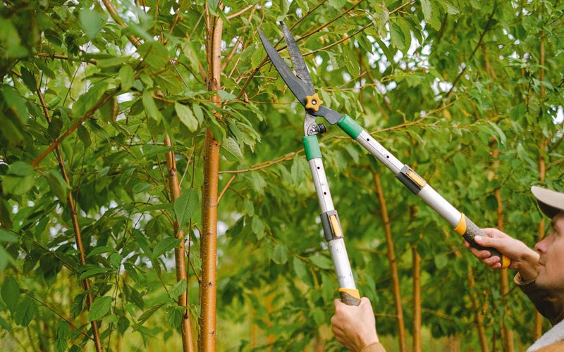 Tree trimming in Ridott, IL