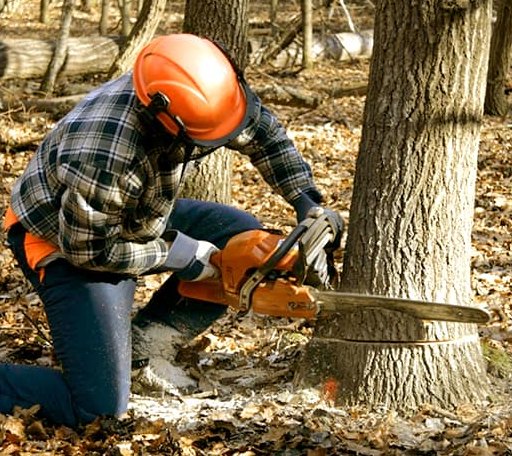 Tree Removal in Ridott, IL